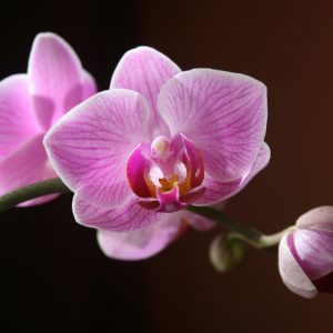 Celestial Arrangement